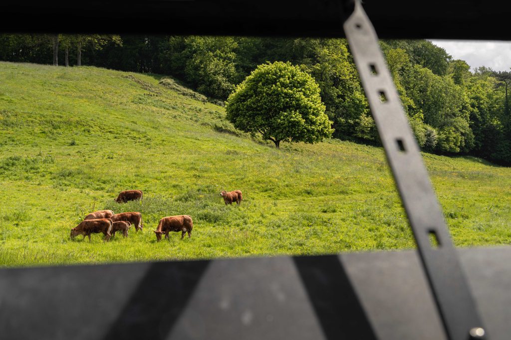 prairie verte avec vaches - auberge de la source barneville